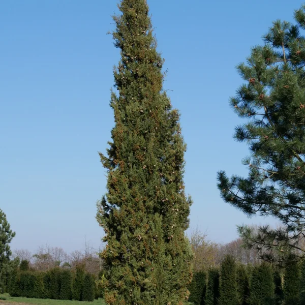 Cupressus sempervirens – Italian cypress, Mediterranean cypress