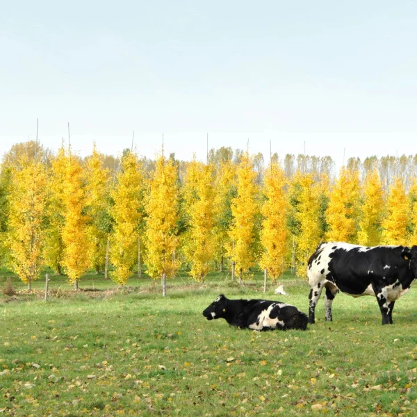 Ginkgo biloba 'Autumn Gold' – Ginkgo biloba 'Autumn Gold'