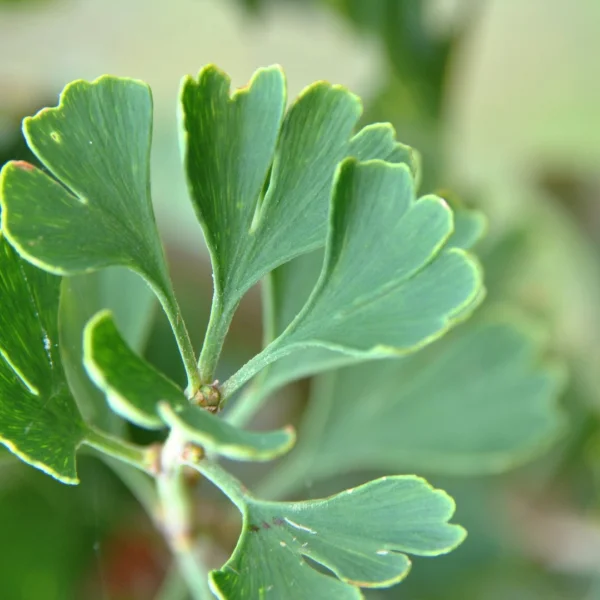 Ginkgo biloba 'Barabits Fastigiata' – Ginkgo biloba 'Barabits Fastigiata'