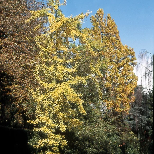 Ginkgo biloba 'Fairmount' – Ginkgo biloba 'Fairmount'