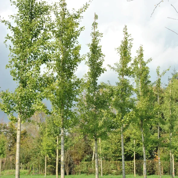 Ginkgo biloba 'Fastigiata' – Ginkgo biloba 'Fastigiata'