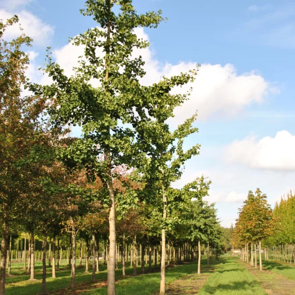 Ginkgo biloba 'Tremonia' – Ginkgo biloba 'Tremonia'