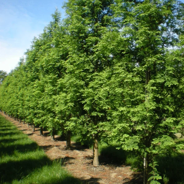 Metasequoia glyptostroboides 'Sheridan Spire' – Metasequoia glyptostroboides 'Sheridan Spire'