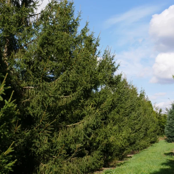 Picea abies – Common spruce, Norway spruce