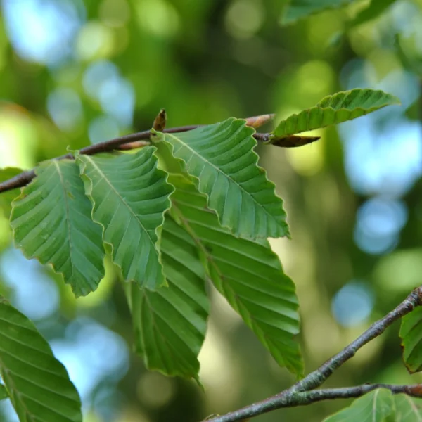 Fagus grandifolia var. caroliniana – Fagus grandifolia var. caroliniana