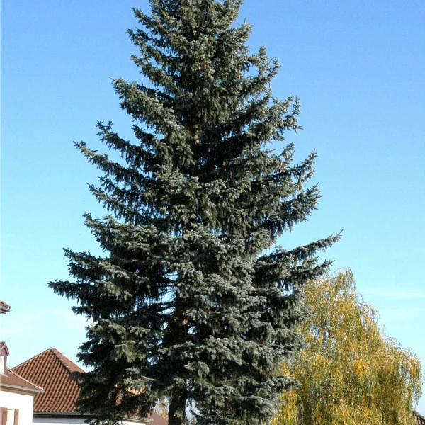 Picea pungens f. glauca – Blue spruce, Colorado spruce