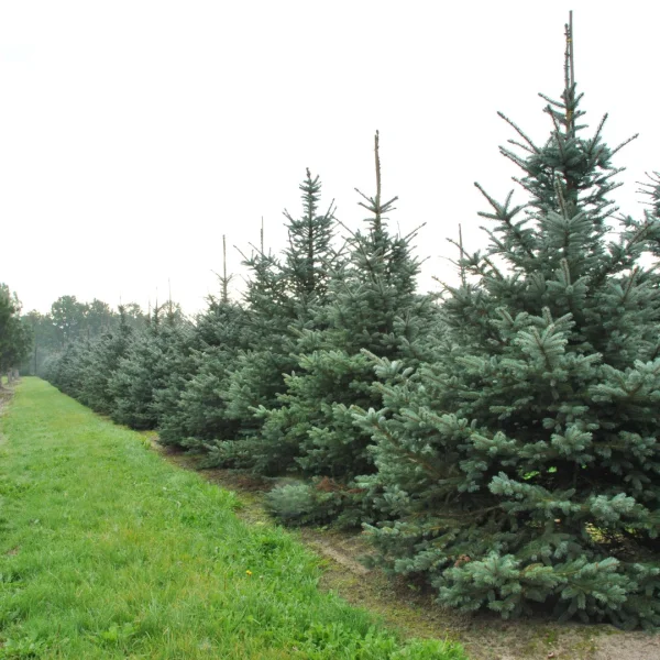 Picea pungens 'Fat Albert' – Picea pungens 'Fat Albert'