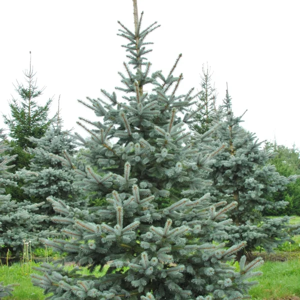 Picea pungens 'Hoopsii' – Picea pungens 'Hoopsii'