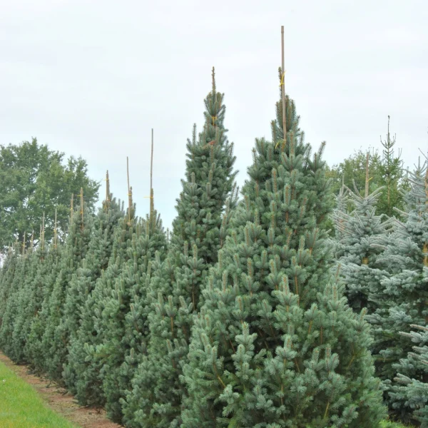 Picea pungens 'Iseli Fastigiate' – Picea pungens 'Iseli Fastigiate'