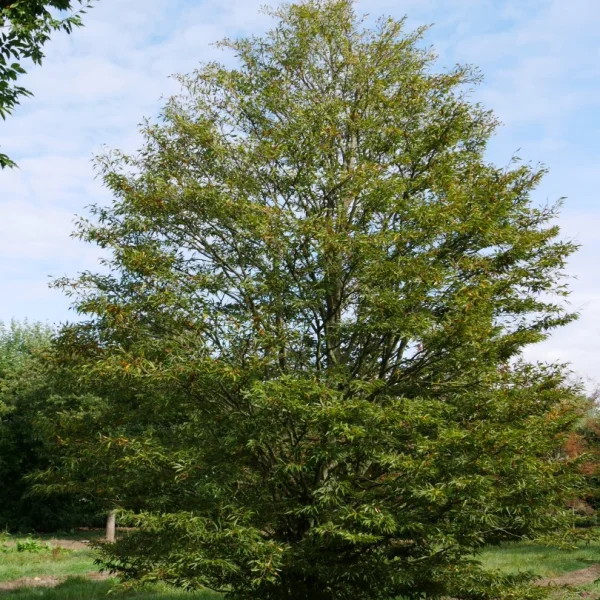 Fagus sylvatica 'Aspleniifolia' – Fern-leaved Beech