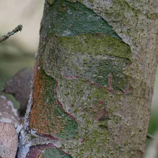 Pinus bungeana – Lacebark pine