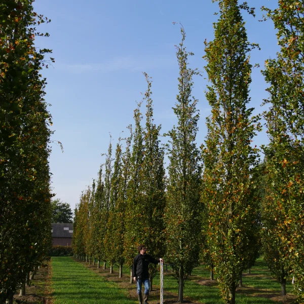 Fagus sylvatica 'Dawyck' – Dawyck beech