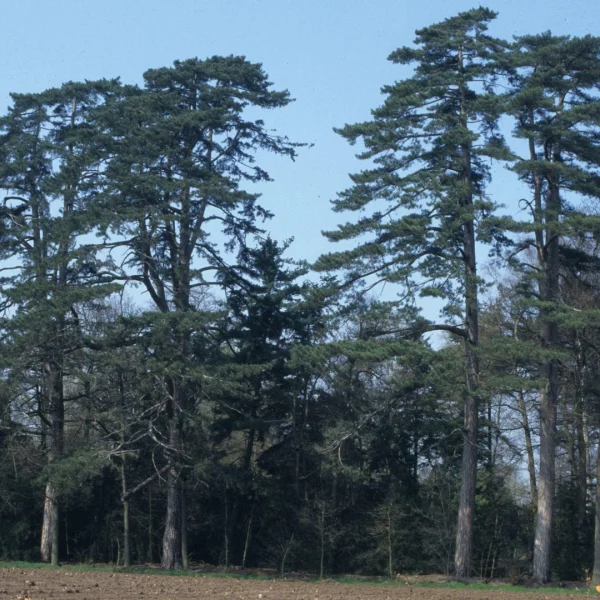 Pinus nigra subsp. laricio – Corsican pine