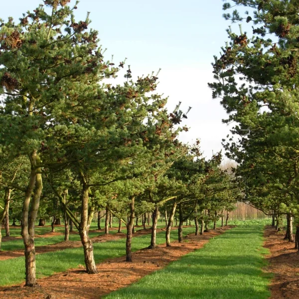 Pinus parviflora 'Glauca' – Pinus parviflora 'Glauca'