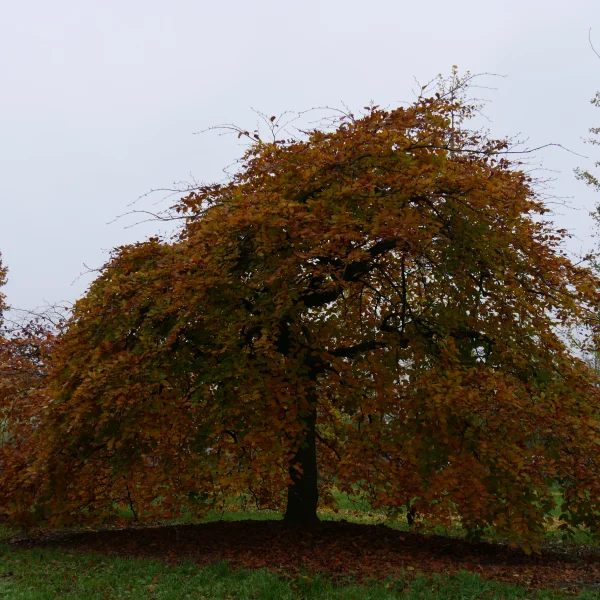 Fagus sylvatica 'Horizontalis' – Fagus sylvatica 'Horizontalis'