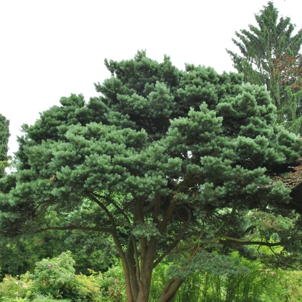 Pinus strobus (Wisconsin) (Eastern White Pine, White Pine, Weymouth Pine)