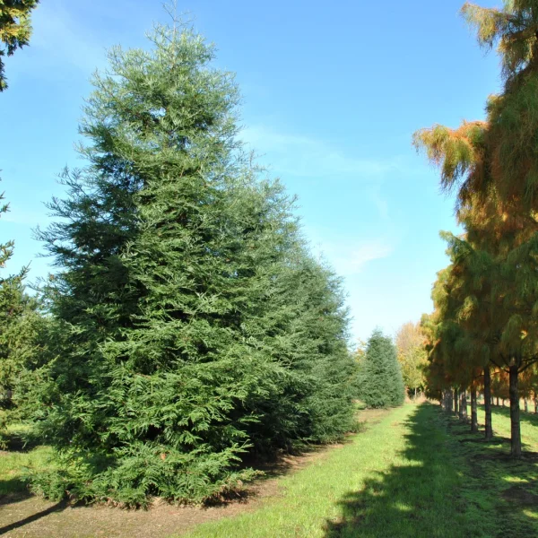 Sequoia sempervirens 'Winter Blue' – Sequoia sempervirens 'Winter Blue'