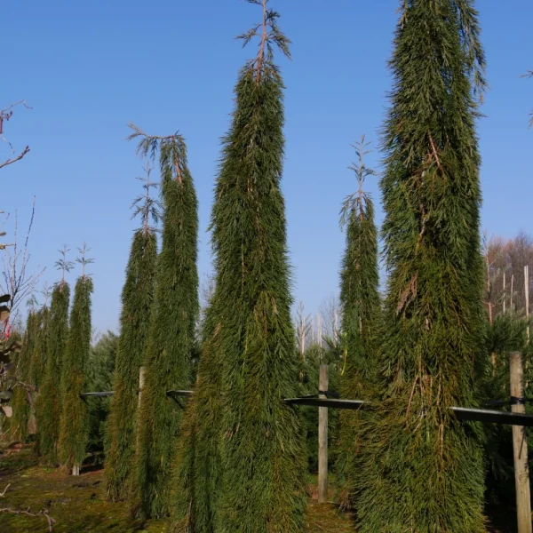 Sequoiadendron giganteum 'Pendulum' – Sequoiadendron giganteum 'Pendulum'