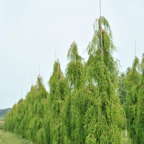 Taxodium distichum 'Cascade Falls' – Taxodium distichum 'Cascade Falls'