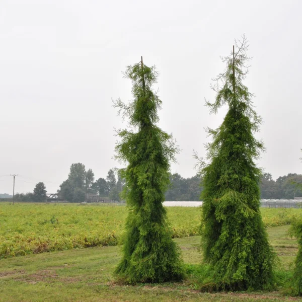 Taxodium distichum 'Pendulum' – Taxodium distichum 'Pendulum'