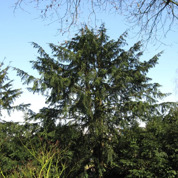 Taxus baccata 'Dovastoniana' – Taxus baccata 'Dovastoniana'