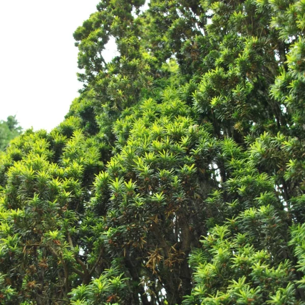 Taxus baccata 'Fastigiata Aureomarginata' – Taxus baccata 'Fastigiata Aureomarginata'