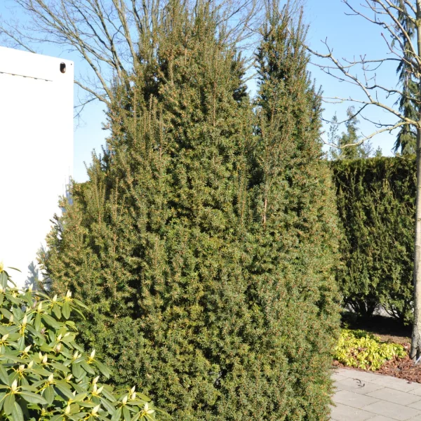 Taxus baccata 'Overeynderi' – Taxus baccata 'Overeynderi'