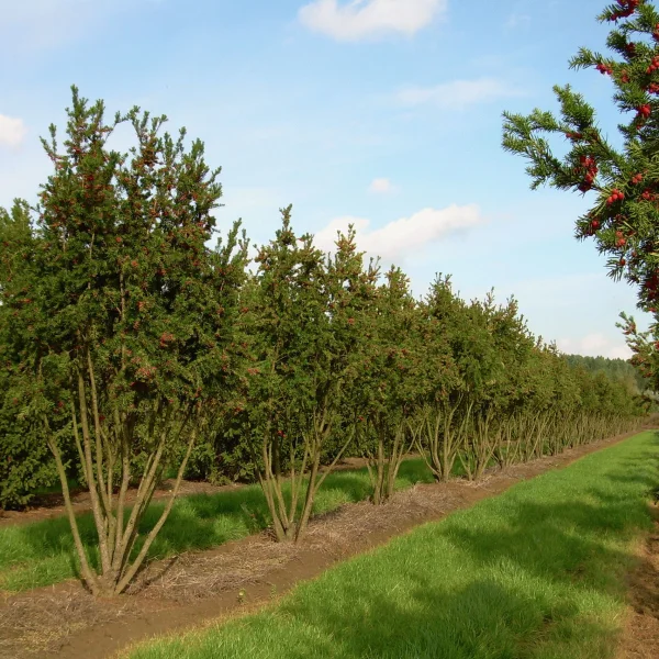 Taxus ×media 'Hicksii' – Taxus ×media 'Hicksii'