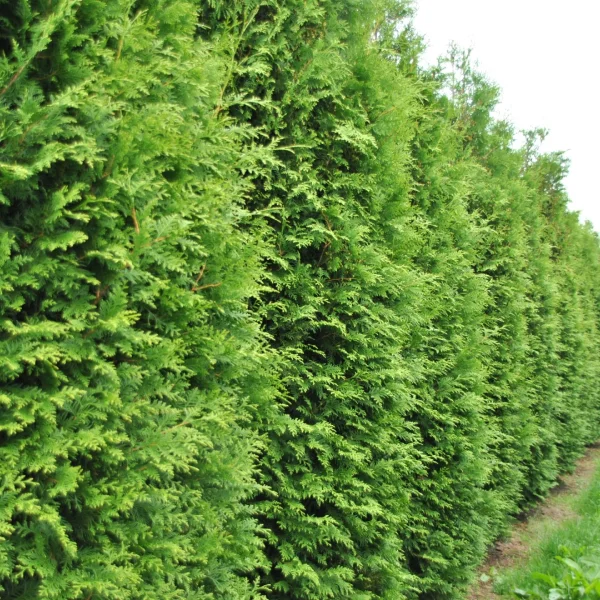 Thuja occidentalis 'Brabant' – Thuja occidentalis 'Brabant'