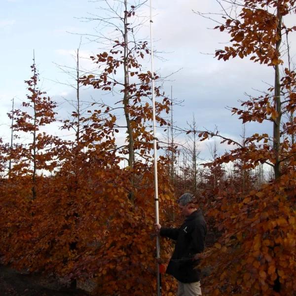 Fagus sylvatica 'Tortuosa Purpurea' – Fagus sylvatica 'Tortuosa Purpurea'