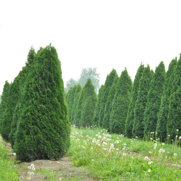 Thuja occidentalis 'Smaragd' – Thuja occidentalis 'Smaragd'