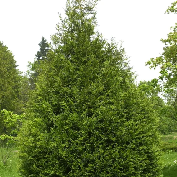 Thuja plicata 'Atrovirens' – Thuja plicata 'Atrovirens'