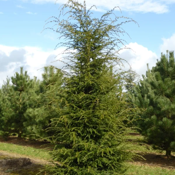 Tsuga canadensis – Canadian hemlock, Eastern Hemlock