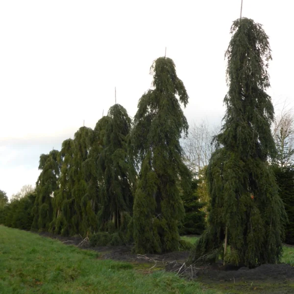 Tsuga canadensis 'Pendula' – Tsuga canadensis 'Pendula'