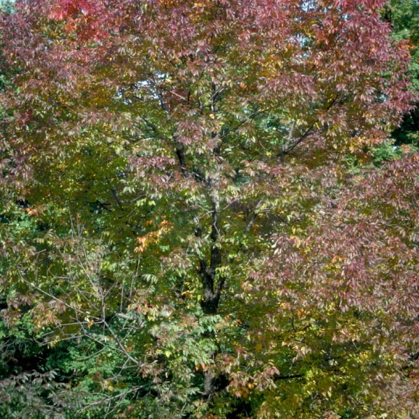Fraxinus americana 'Autumn Purple' – Fraxinus americana 'Autumn Purple'