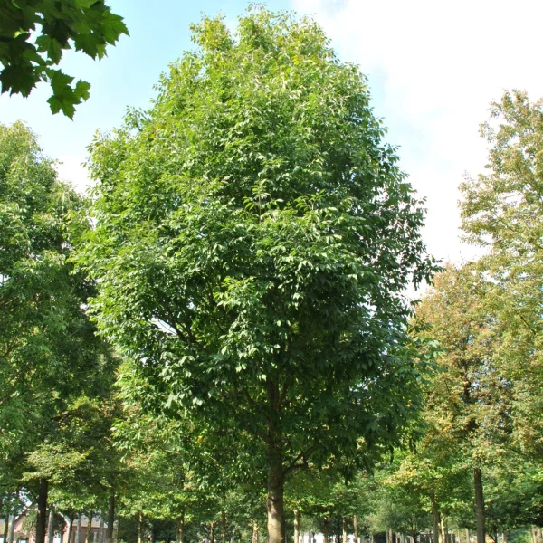 Fraxinus americana 'Skyline' – Fraxinus americana 'Skyline'