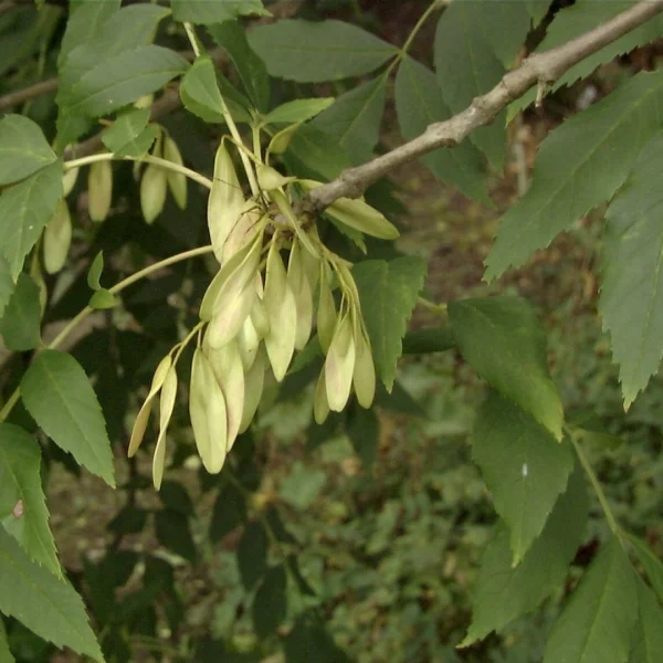 Fraxinus angustifolia – Fraxinus angustifolia