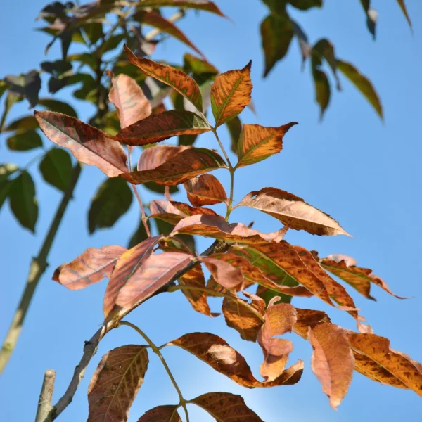 Fraxinus ornus 'Louisa Lady' – Fraxinus ornus 'Louisa Lady'