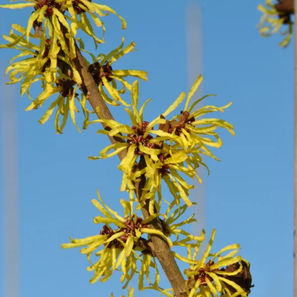 Hamamelis ×intermedia 'Angelly' – Hamamelis ×intermedia 'Angelly'