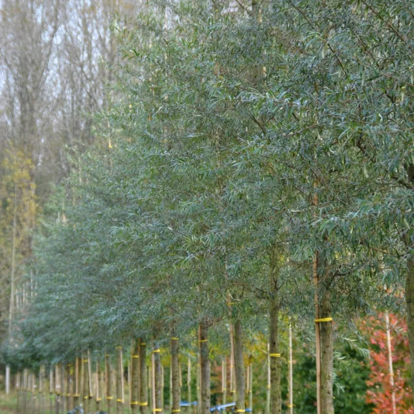 Hippophae salicifolia 'Robert' – Sea buckthorn