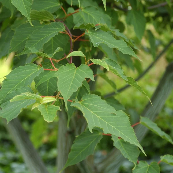 Acer pensylvanicum – Striped maple, Moosewood