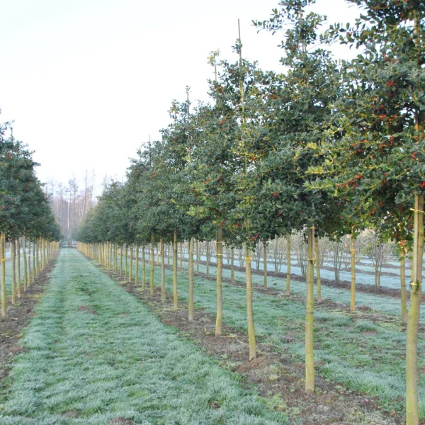 Ilex aquifolium 'J.C. van Tol' – Ilex aquifolium 'J.C. van Tol'