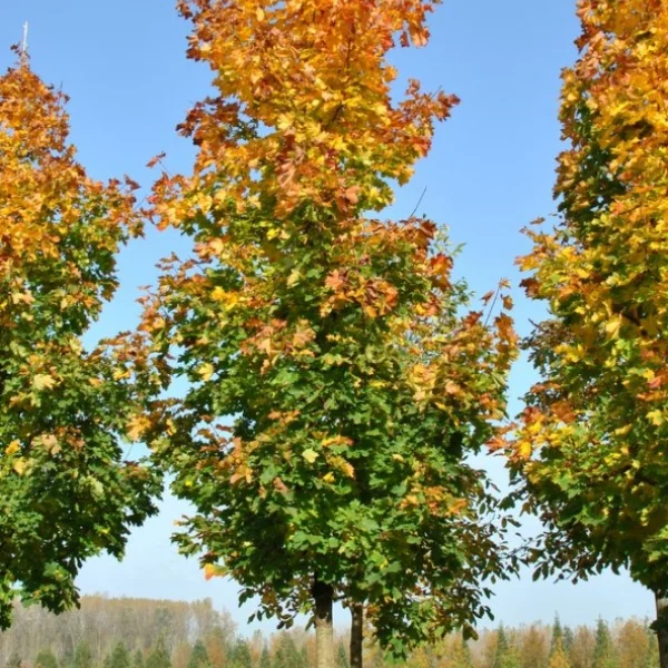 Acer platanoides 'Peterse Grüne' – Acer platanoides 'Peterse Grüne'