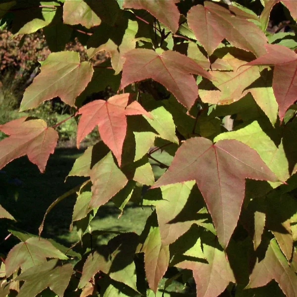 Liquidambar formosana var. monticola – Formosan sweet gum