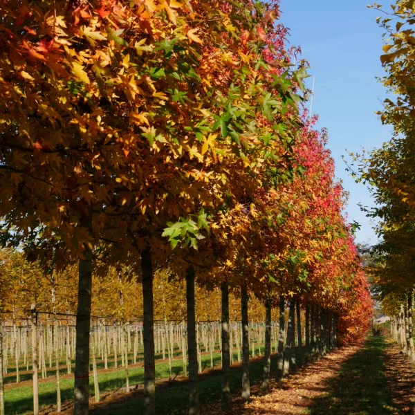 Liquidambar styraciflua 'Worplesdon' – Liquidambar styraciflua 'Worplesdon'