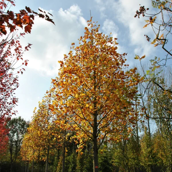 Liriodendron tulipifera – Tulip tree, Tulip poplar, Yellow poplar