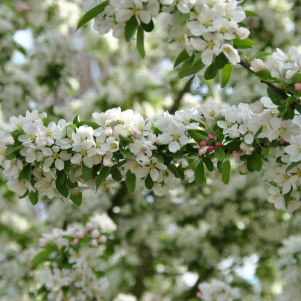 Malus SUGAR TYME ('Sutyzam') – Malus SUGAR TYME ('Sutyzam')