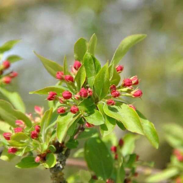 Malus toringo var. sargentii – Malus toringo var. sargentii