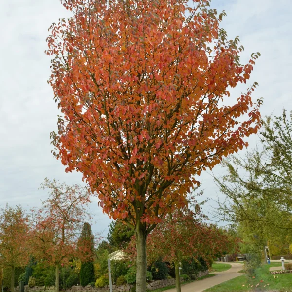 Malus tschonoskii – Flowering Crab