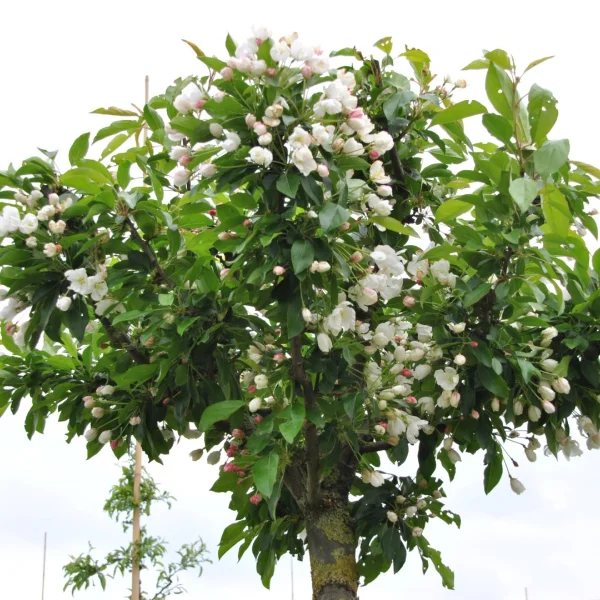 Malus 'Adirondack' – Malus 'Adirondack'